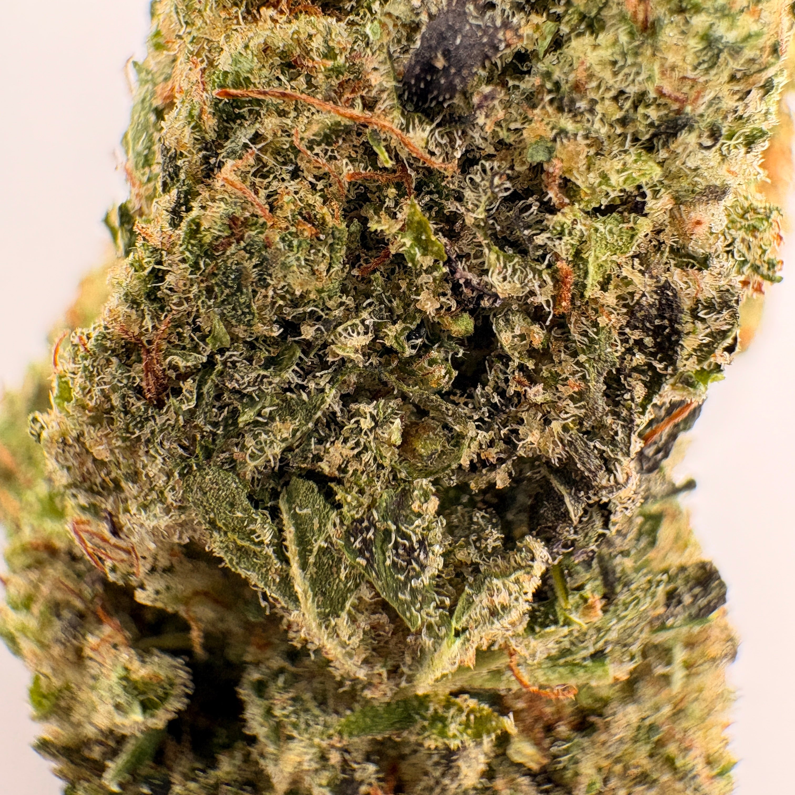 🫐 Blueberry Muffin CBD